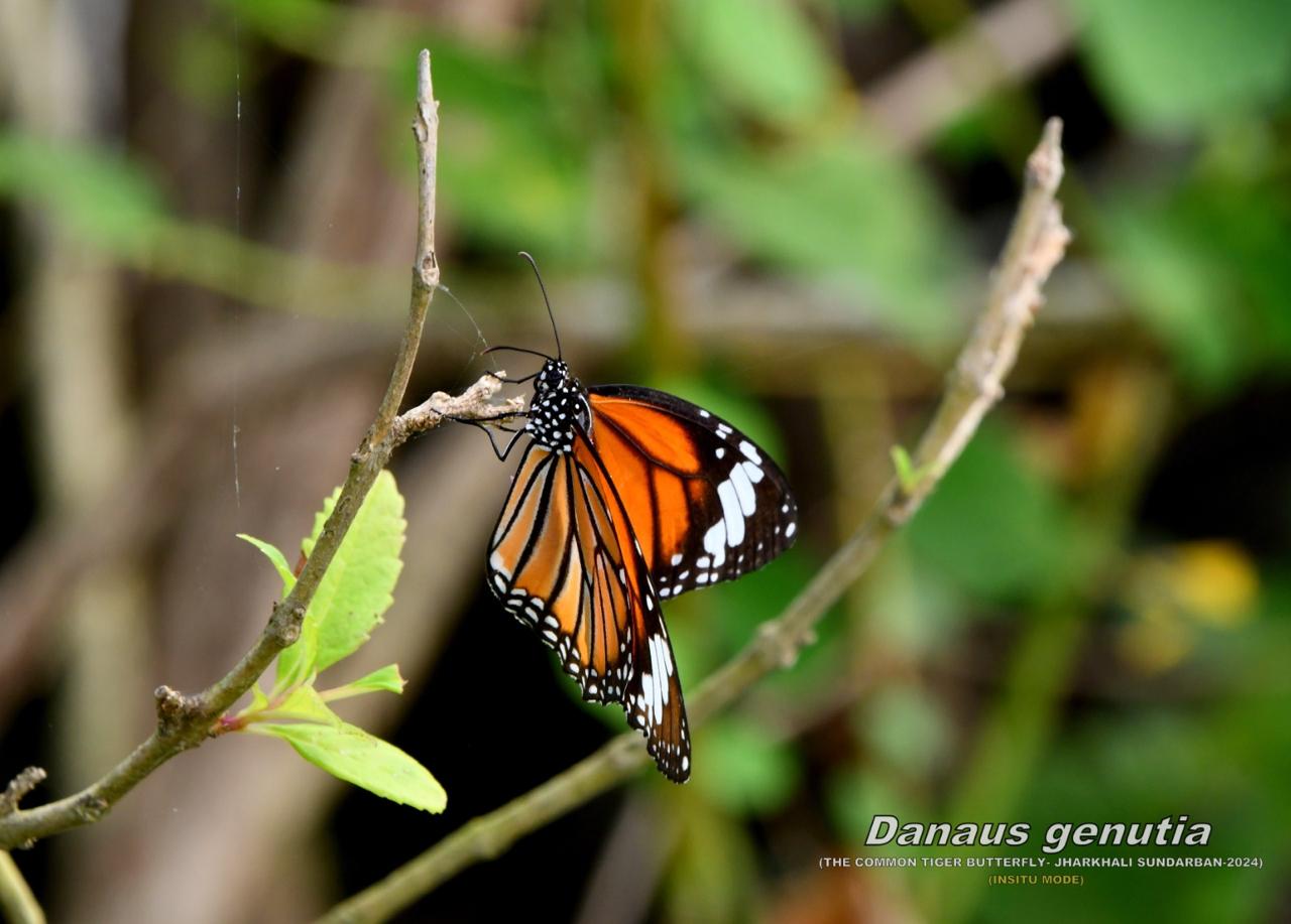 Excursion to Jharkhali Sundarbans